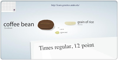 the size of cells, cell size and scale interactive, teaching about cells