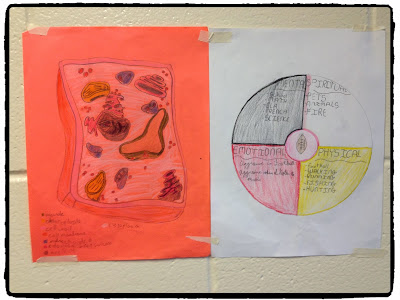 aboriginal perspective in science, aboriginal perspective in biology, incoporating the medicine wheel into science class