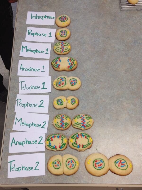 meiosis lesson plans, stages of meiosis grade 9, activities to learn about the stages of meiosis, biology lesson ideas, meiosis out of cookies